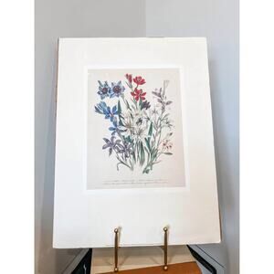 Unframed Baboon Flower Botanical Print‎ – Vintage Style